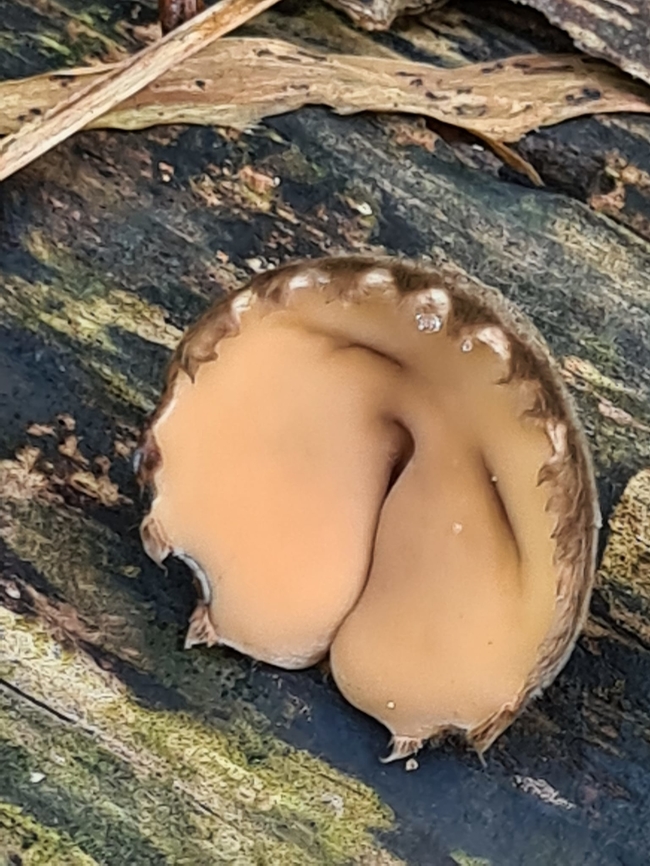 Trichaleurina javanica A sleepy head<br />
<br />
Here is another photo of a cluster nearby to this.<br />
<a href="https://www.jungledragon.com/image/133314" rel="nofollow">https://www.jungledragon.com/image/133314</a><br />
 Galiella rufa,Geotagged,Malaysia,Peanut Butter Cup Fungus,Trichaleurina javanica