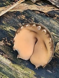 Trichaleurina javanica A sleepy head

Here is another photo of a cluster nearby to this.
https://www.jungledragon.com/image/133314
 Galiella rufa,Geotagged,Malaysia,Peanut Butter Cup Fungus,Trichaleurina javanica