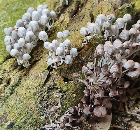 Trooping Crumble Cap (Coprinellus disseminatus)  Coprinellus disseminatus,Geotagged,Malaysia,Spring,Trooping Crumble Cap
