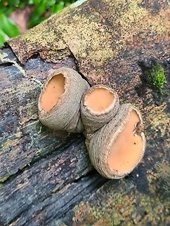 trichaleurina ?  Geotagged,Malaysia