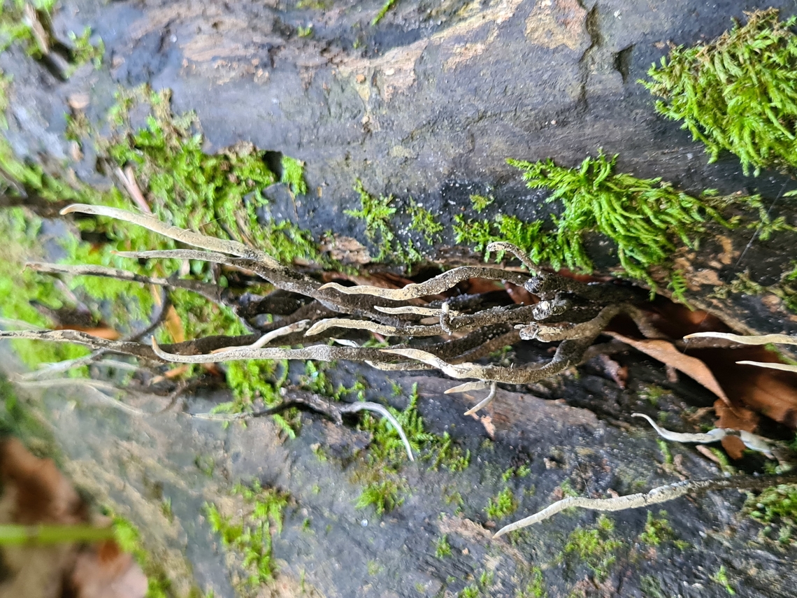 Candlesnuff fungus Saw plenty of them growing out of dead tree trunk in Hocking Hill Park, Ohio.  Candlesnuff fungus,Dead Man's Fingers,Geotagged,Spring,United States,Xylaria hypoxylon
