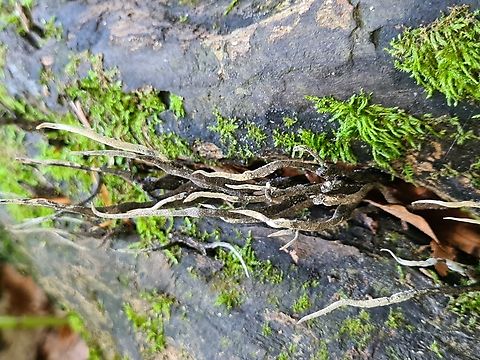 Candlesnuff fungus Saw plenty of them growing out of dead tree trunk in Hocking Hill Park, Ohio.  Candlesnuff fungus,Dead Man's Fingers,Geotagged,Spring,United States,Xylaria hypoxylon