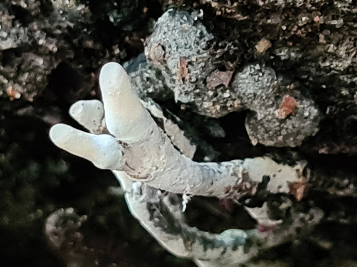 Dead Man's Fingers (Xylaria Polymorpha) Bonus to see this in Rock House trail in Hocking Hills, Ohio<br />
<br />
<br />
 Dead Man's Fingers,Geotagged,Spring,United States,Xylaria polymorpha
