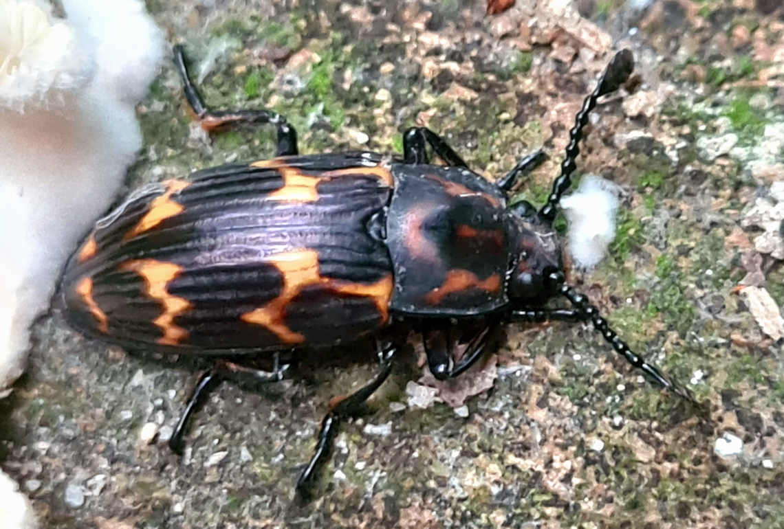 Fungus Beetle Found this among some white fungus Geotagged,Malaysia,Triplatoma gestroi