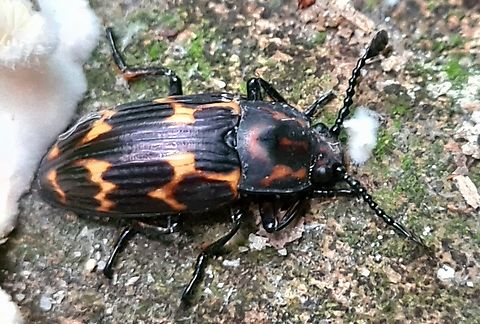 Fungus Beetle Found this among some white fungus Geotagged,Malaysia,Triplatoma gestroi