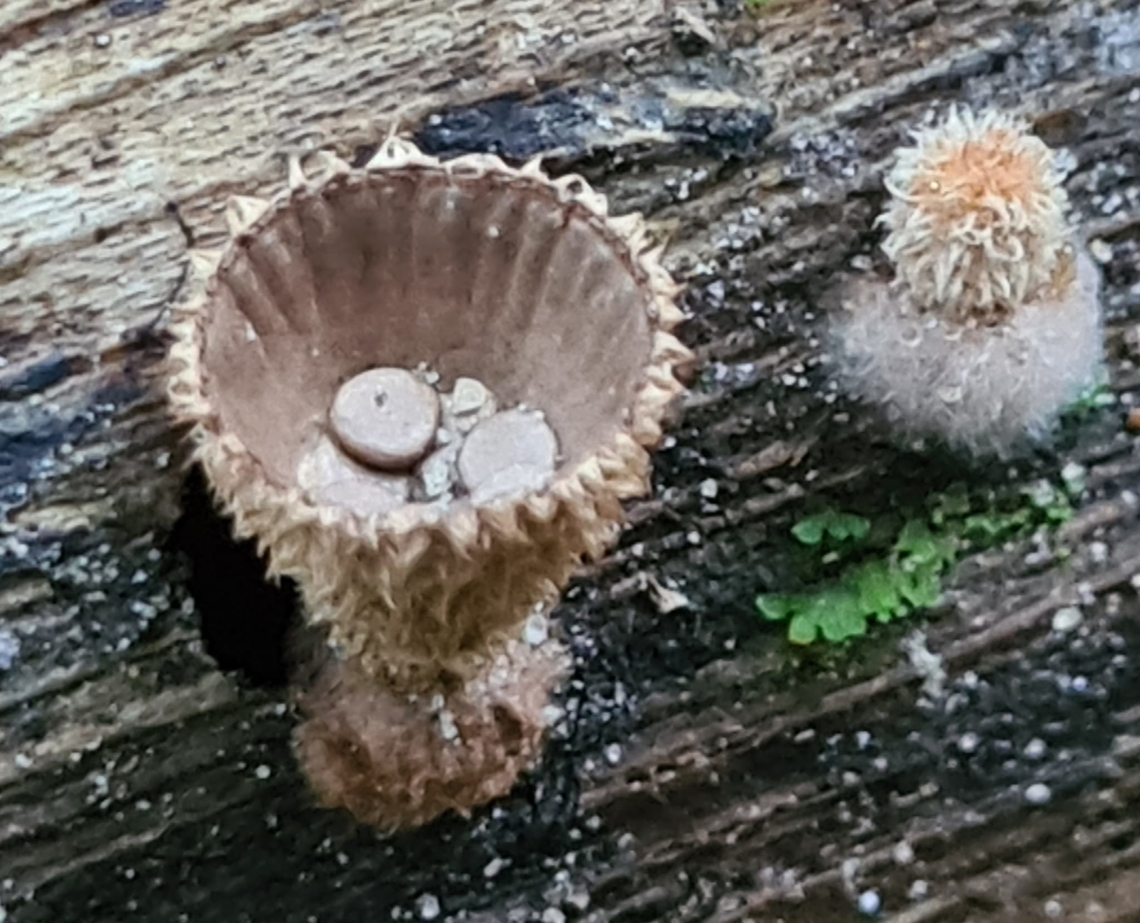 Bird's nest fungi (Cyathus striatus) My first encounter with this fungi.  Cyathus striatus,Fluted bird's nest,Geotagged,Malaysia