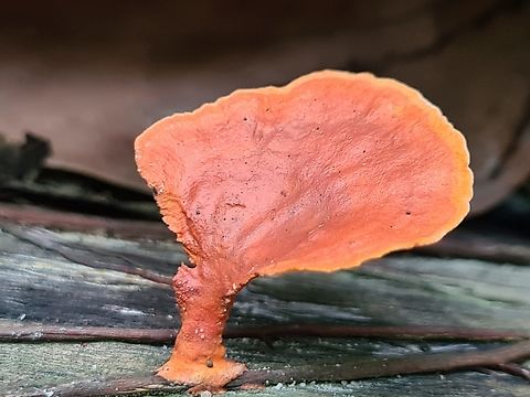Pycnoporus sanguineus Bright orange mushroom, very standout  Cinnabar Bracket,Geotagged,Malaysia,Pycnoporus sanguineus