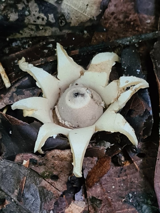 Earthstar I stumbled on this in a trail, thinking it was a fruit with skin peeled open, but on second look, it seems like a fungi growth I have not seen before.  Geastrum triplex,Geotagged,Malaysia