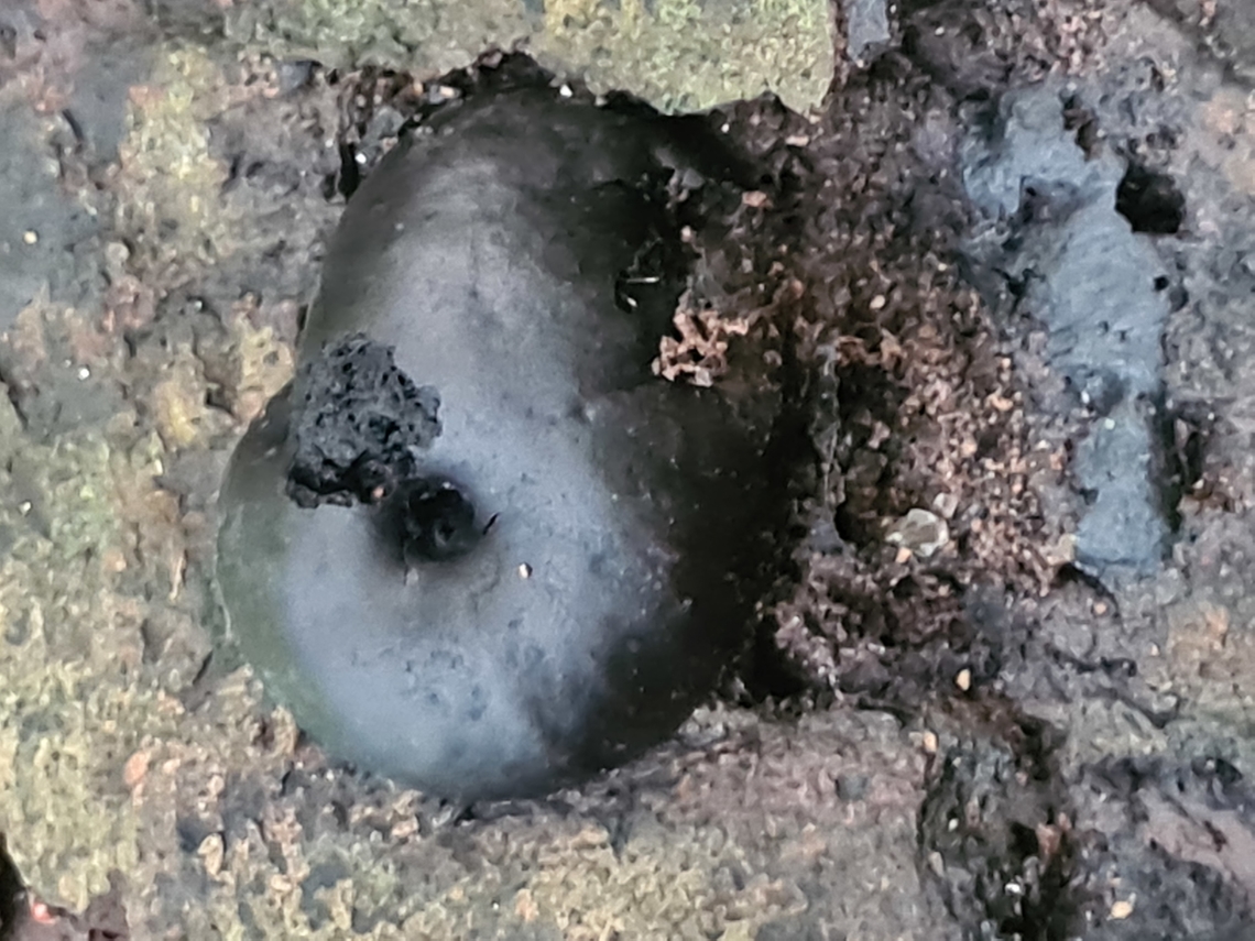 Coal fungus Just like a junk of coal Coal fungus,Daldinia eschscholzii,Geotagged,Malaysia,Summer