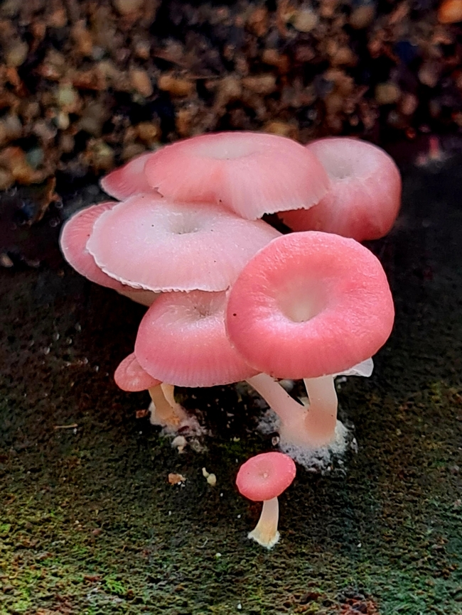 Array of pinks (mycena) Found a great bundle of these pinkish bonnet Fall,Geotagged,Malaysia,Mycena roseilignicola