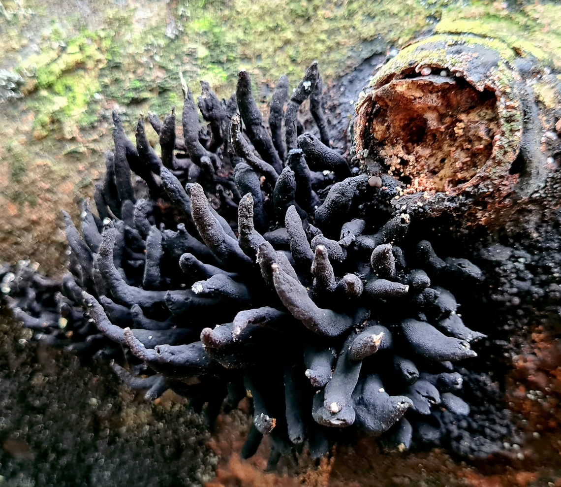 Dead Man's Fingers - (Xylaria polymorpha)  Dead Man's Fingers,Geotagged,Malaysia,Xylaria polymorpha