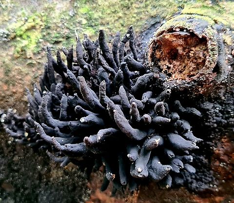 Dead Man's Fingers - (Xylaria polymorpha)  Dead Man's Fingers,Geotagged,Malaysia,Xylaria polymorpha