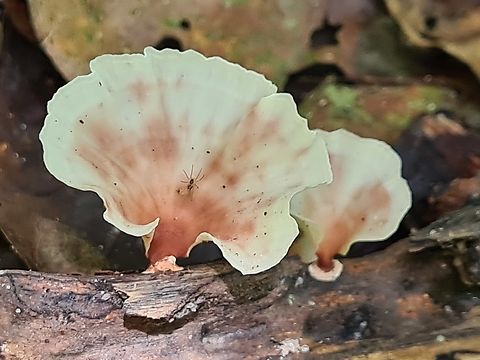 Wine glass fungus  Fall,Geotagged,Malaysia,Podoscypha petalodes,Wine glass fungus