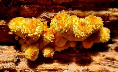 orange fluffy fungus growth I chanced upon this interesting colorful growth out of a fallen trunk crevice. Almost missed it because it has the same color as the tree trunk. Would be great if someone can help to ID the species. Under the bright sunlight, it gives a brilliant yellowy orange color. Geotagged,Malaysia