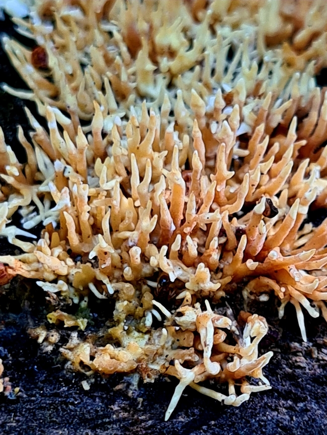 Protohydnum_sclerodontium Note from Global Fungal Red List site:<br />
Why suggested for a Global Red List Assessment?<br />
Based on Inaturalist records, it is only found in Southeast Asia and its forests are declining (30% from 2005 to 2015; 21% projected from 2019-2050 -  Estoque et al. 2019). This species is also suspected of population decline exceeding<br />
30% within three generations (50 years). So, it considers as A4c Vulnerable Geotagged,Malaysia,Protohydnum sclerodontium