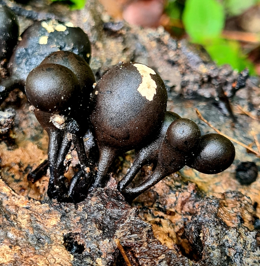Xylaria schweinitzii <a href="https://www.inaturalist.org/taxa/352945-Xylaria-schweinitzii" rel="nofollow">https://www.inaturalist.org/taxa/352945-Xylaria-schweinitzii</a> Fall,Geotagged,Malaysia,Xylaria schweinitzii