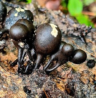 Xylaria schweinitzii https://www.inaturalist.org/taxa/352945-Xylaria-schweinitzii Fall,Geotagged,Malaysia,Xylaria schweinitzii