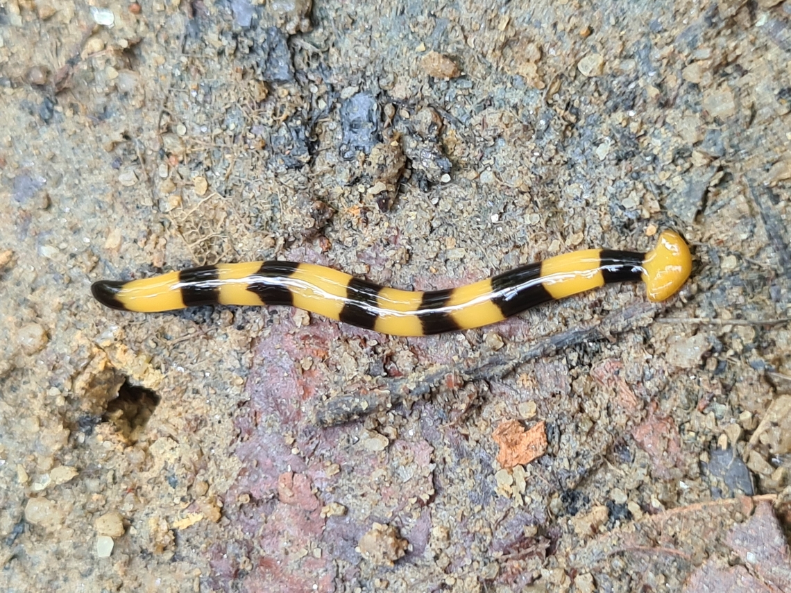 Hammerhead worm (Bipalium sp.)  Bipalium javanum,Bipalium kewense,Diversibipalium catenatum,Fall,Geotagged,Malaysia,Shovel-headed Garden Worm