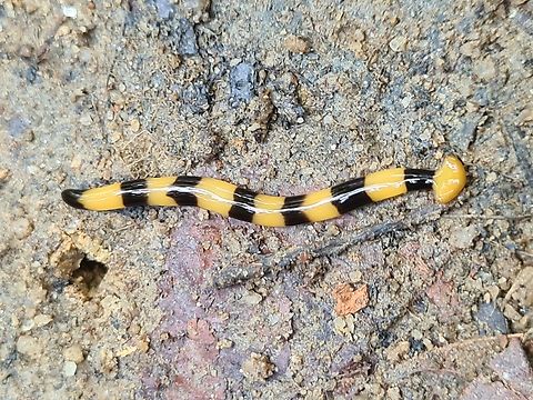 Hammerhead worm (Bipalium sp.)  Bipalium javanum,Bipalium kewense,Diversibipalium catenatum,Fall,Geotagged,Malaysia,Shovel-headed Garden Worm