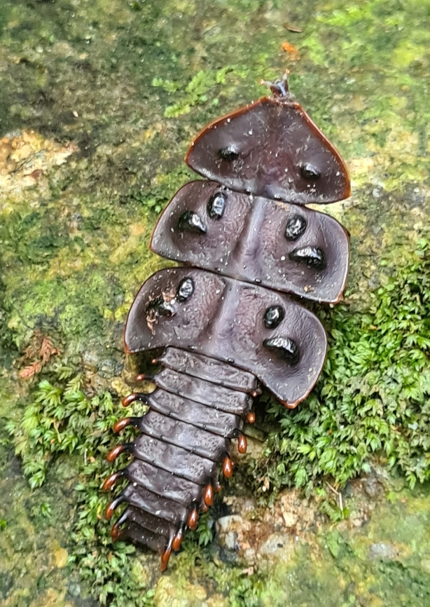 Trilobite beetle ( Platerodrilus ruficollis)  Fall,Geotagged,Malaysia,Platerodrilus ruficollis