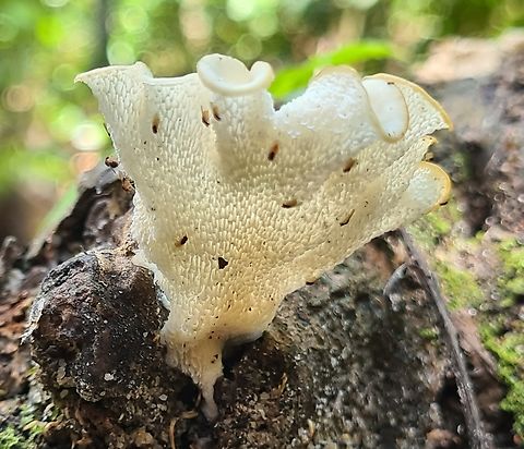 Favolus brasiliensis The effect of sunlight through the underside gills Fall,Favolus brasiliensis,Geotagged,Malaysia
