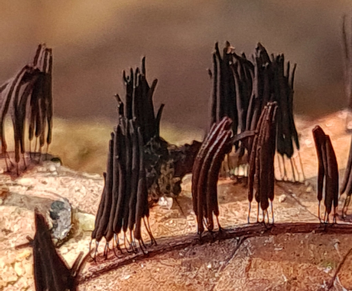 stemonitis  Chocolate tube slime mold,Geotagged,Malaysia,Stemonitis splendens