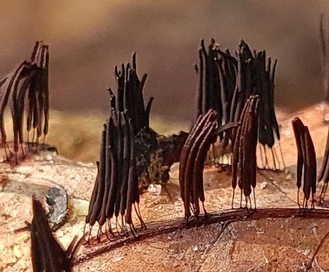 stemonitis  Chocolate tube slime mold,Geotagged,Malaysia,Stemonitis splendens