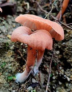 Laccaria  Bicoloured Deceiver,Geotagged,Laccaria bicolor,Laccaria fraterna,Laccaria laccata,Laccaria lateritia,Malaysia,Waxy laccaria