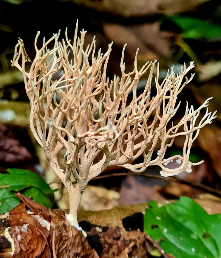 Xylaria hypoxylon (candlesnuff fungus)  Candlesnuff fungus,Geotagged,Malaysia,Winter,Xylaria hypoxylon