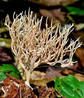 Xylaria hypoxylon (candlesnuff fungus)  Candlesnuff fungus,Geotagged,Malaysia,Winter,Xylaria hypoxylon