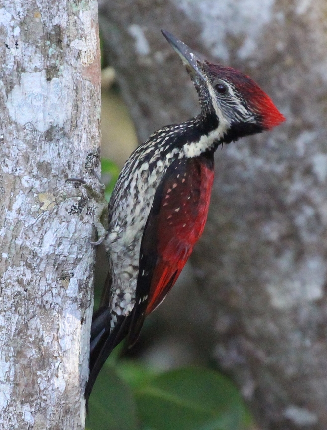 Greater Flameback (Chrysocolaptes guttacristatus)  Chrysocolaptes guttacristatus,Geotagged,Greater flameback,Sri Lanka,Winter,Yala National Park