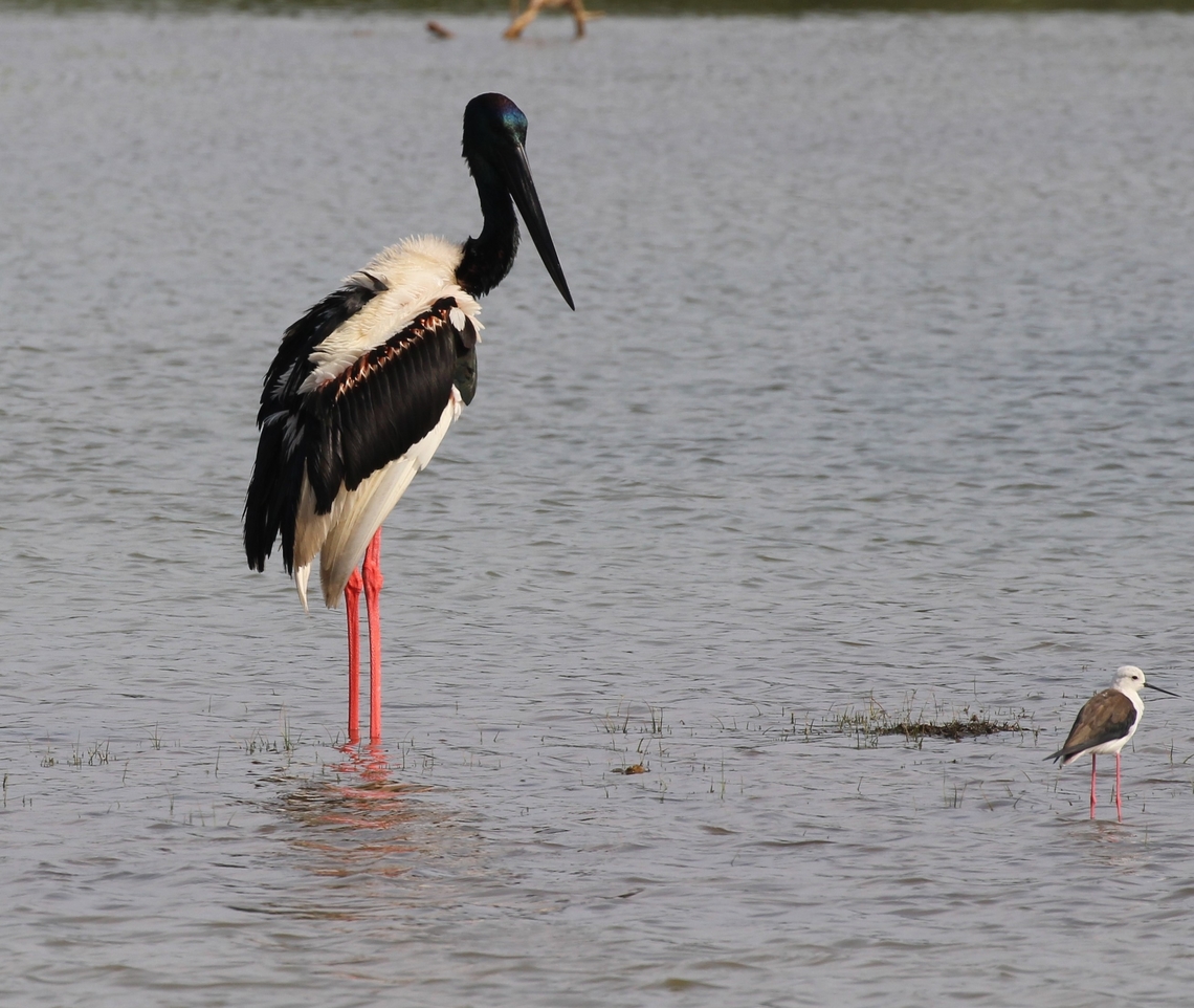 Black Necked Stork ( Ephippiorhynchus Asiaticus Asiaticus) Observed on a trip to Yala National park apparently a very rare sight as there are only circa 6 birds in the south of the island  Black-necked Stork,Ephippiorhynchus asiaticus,Geotagged,Sri Lanka,Winter