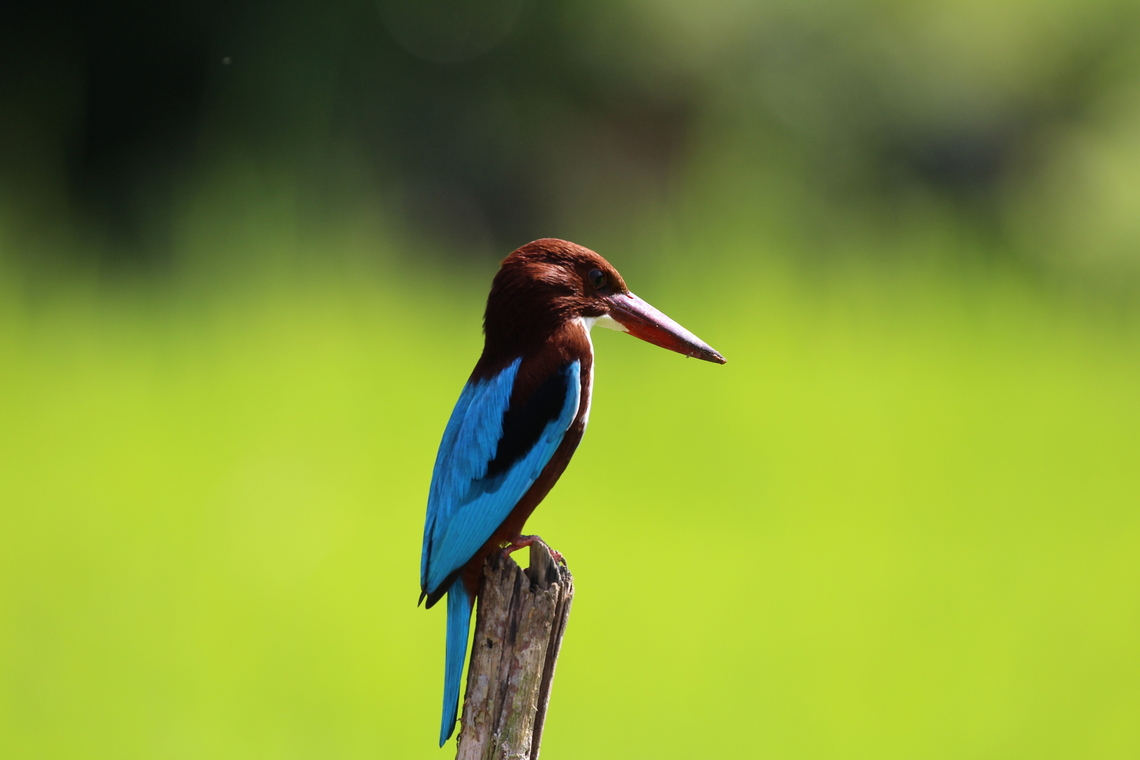White Throated Kingfisher (Halcyon smyrnensis)  Geotagged,Halcyon smyrnensis,Sri Lanka,White-throated kingfisher,Winter