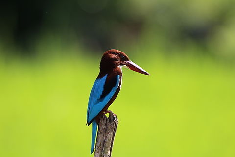White Throated Kingfisher (Halcyon smyrnensis)  Geotagged,Halcyon smyrnensis,Sri Lanka,White-throated kingfisher,Winter