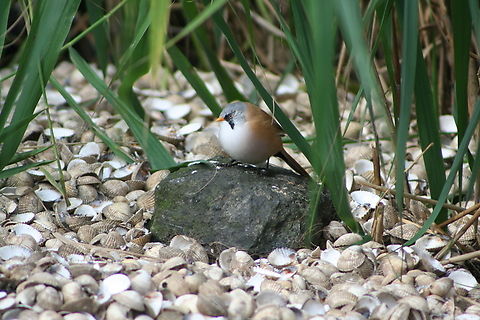 Bearded Tit (Panurus biarmicus)  Bearded reedling,Geotagged,Panurus biarmicus,Summer,United Kingdom
