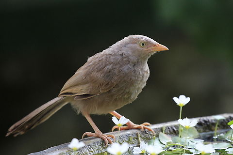 Yellow Billed Babbler ( Turdides Affnis Taprobauns)  Geotagged,Sri Lanka,Turdoides affinis,Winter,Yellow-billed Babbler