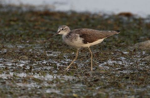Common greenshank (Tringa nebularia) Photographed on a recent trip to Zanzibar Common greenshank,Geotagged,Summer,Tanzania,Tringa nebularia