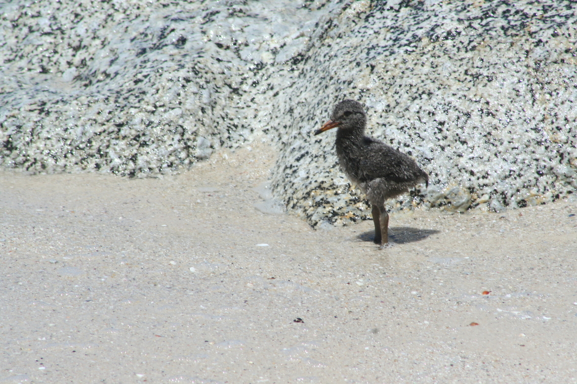 Baby Black Oystercatcher (Haematopus bachmani) Photo take on Boulders Beach South Africa African oystercatcher,Geotagged,Haematopus moquini,South Africa,Summer