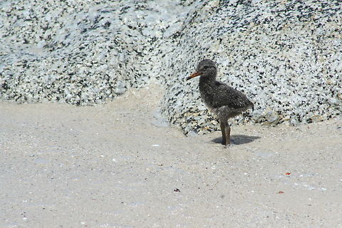 Baby Black Oystercatcher (Haematopus bachmani) Photo take on Boulders Beach South Africa African oystercatcher,Geotagged,Haematopus moquini,South Africa,Summer
