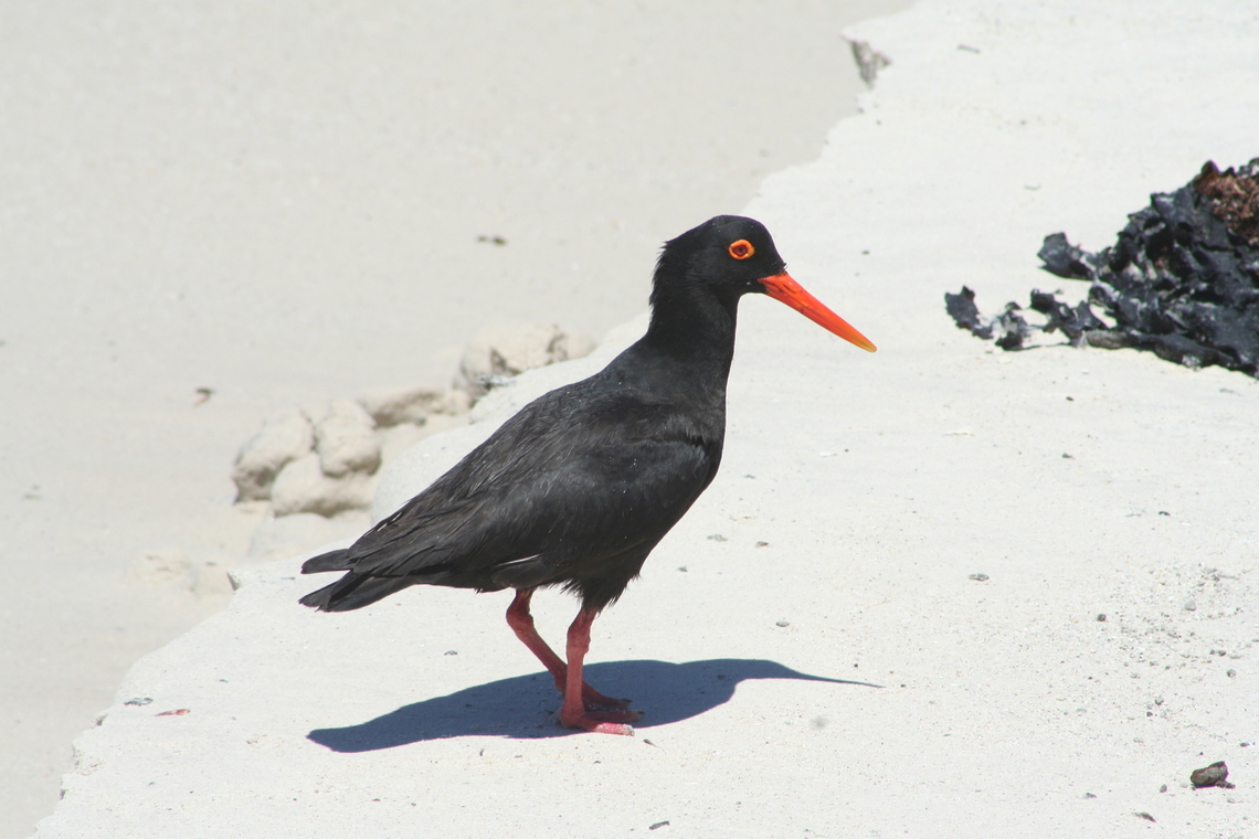 Black Oystercatcher (Haematopus bachmani) Photo taken at Boulders beach South Africa African oystercatcher,Geotagged,Haematopus moquini,South Africa,Summer