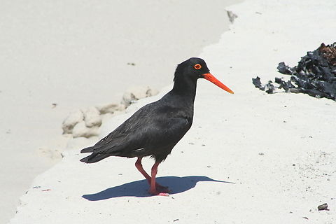 Black Oystercatcher (Haematopus bachmani) Photo taken at Boulders beach South Africa African oystercatcher,Geotagged,Haematopus moquini,South Africa,Summer