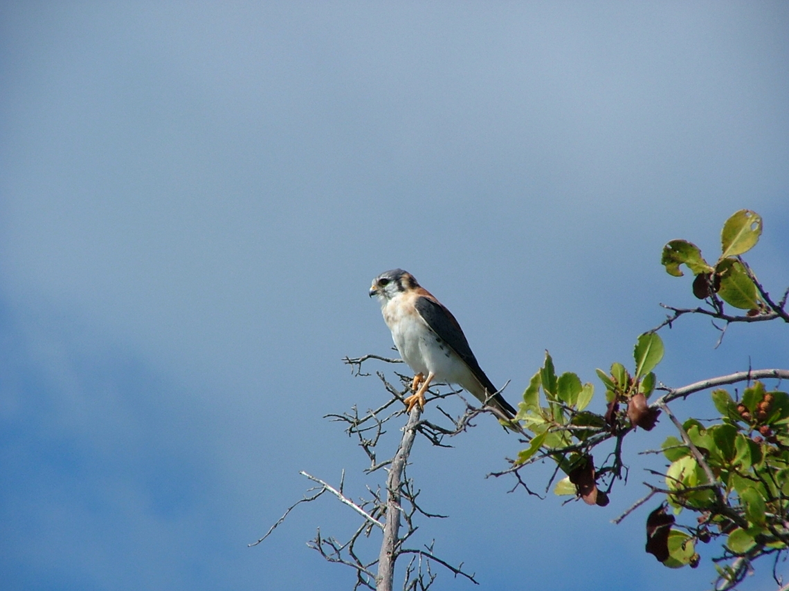 American Kestrel ( Falco sparverius ) Photo taken on Providenciales Island Turks and Caicos American Kestrel,Falco sparverius,Fall,Geotagged,TKCA 1ZZ,Turks and Caicos Islands