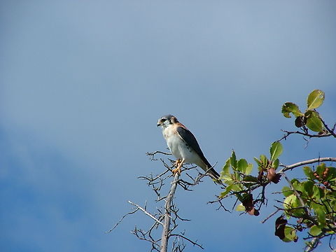 American Kestrel ( Falco sparverius ) Photo taken on Providenciales Island Turks and Caicos American Kestrel,Falco sparverius,Fall,Geotagged,TKCA 1ZZ,Turks and Caicos Islands