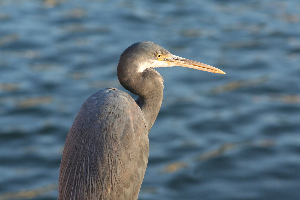 Western reef heron ( Egretta gularis schistacea) Photo taken Hurgada Egypt Egretta gularis,Egypt,Geotagged,Western reef heron,Winter