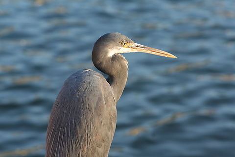 Western reef heron ( Egretta gularis schistacea) Photo taken Hurgada Egypt Egretta gularis,Egypt,Geotagged,Western reef heron,Winter