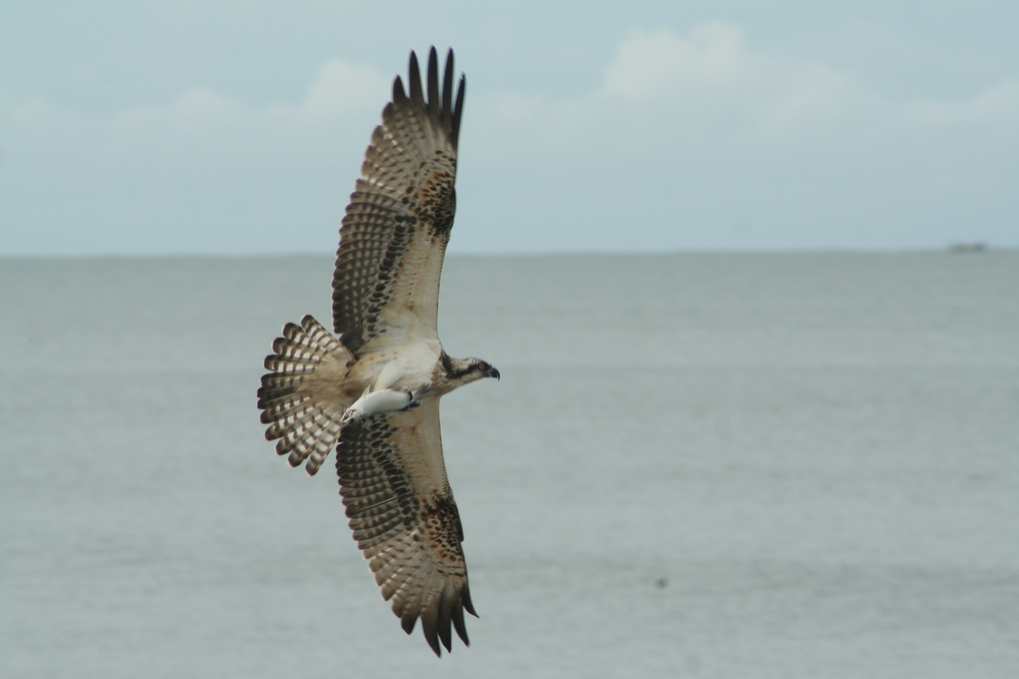 Osprey (Pandion haliaetus), Photo taken Gambia Fall,Geotagged,Pandion haliaetus,The Gambia,ospray