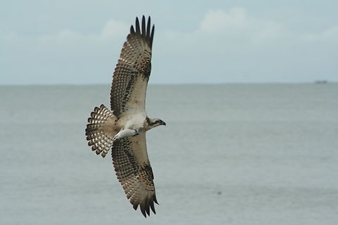 Osprey (Pandion haliaetus), Photo taken Gambia Fall,Geotagged,Pandion haliaetus,The Gambia,ospray