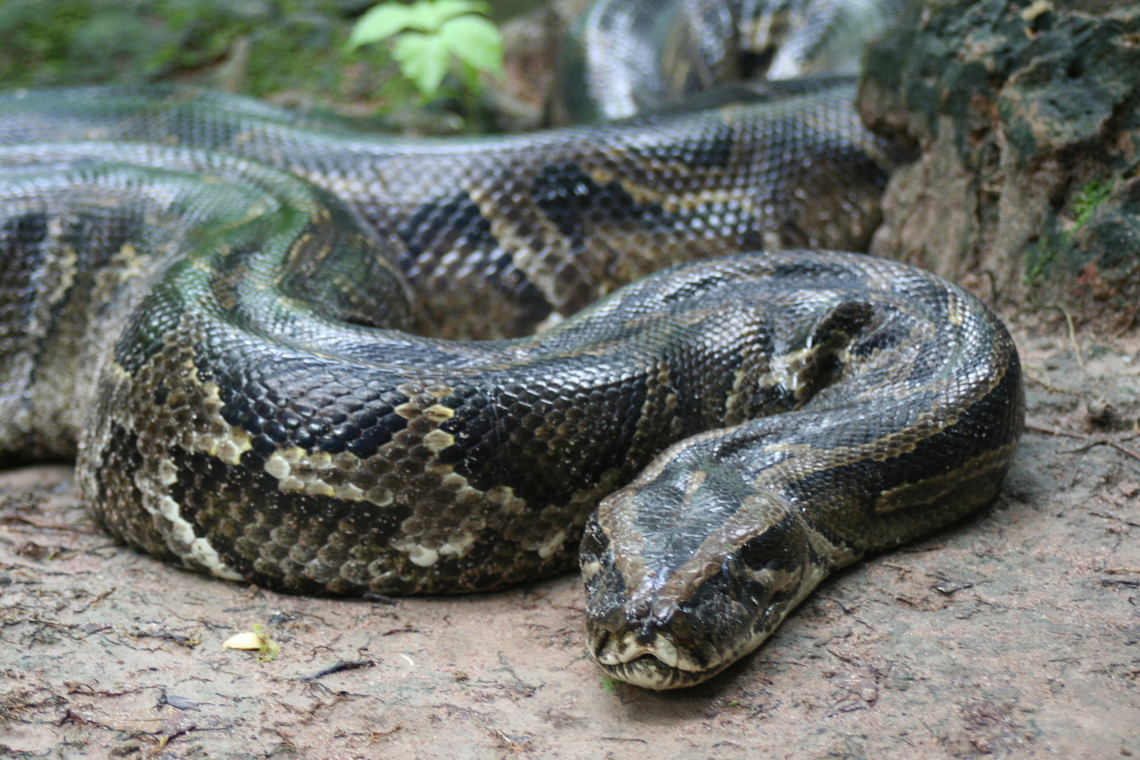 African Rock Python ( Python sebae ) Photo taken on a bird watching trip to The Gambia African rock python,Fall,Geotagged,Python sebae,The Gambia