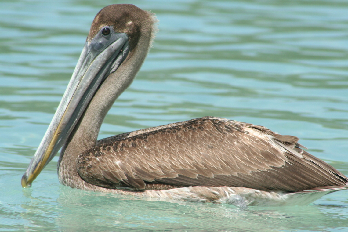 Brown Pelican (Pelecanus occidentalis) Photo take at Magans Bay St. Thomas US Virgin Islands Brown pelican,Fall,Geotagged,Pelecanus occidentalis,U.S. Virgin Islands