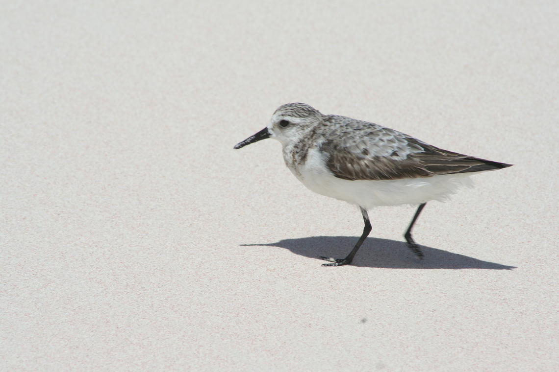 Kentish plover (Charadrius alexandrinus) Photo taken on Crane beach Barbados Barbados,Charadrius alexandrinus,Fall,Geotagged,Kentish plover
